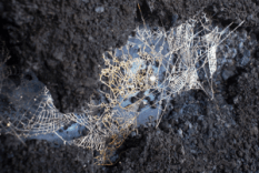 Nena Amsler “untitled (crown) detail” acrylic on panel, 2015